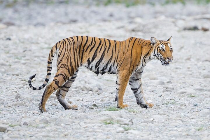 Tiger walking across rocky terrain. Photo Source - Ranjith Kumar (CC BY-SA 4.0)