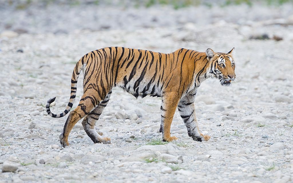 Representative Image. Tiger walking across rocky terrain. Photo Source - Ranjith Kumar (CC BY-SA 4.0)