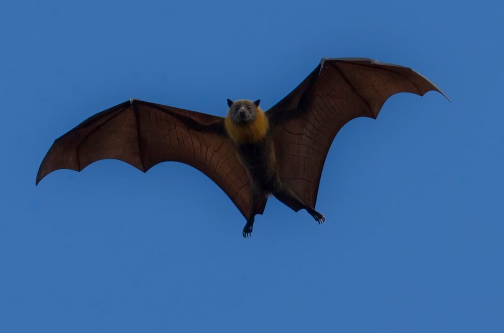 Representative Image: Flying Bat.