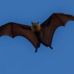 Representative Image: Flying Bat.