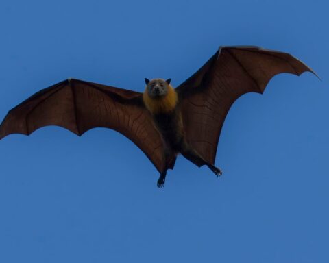 Representative Image: Flying Bat.