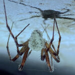 A spider hanging upside down from a surface. Photo Source - CABI