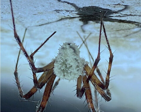 A spider hanging upside down from a surface. Photo Source - CABI