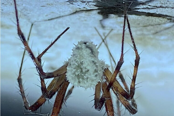 A spider hanging upside down from a surface. Photo Source - CABI