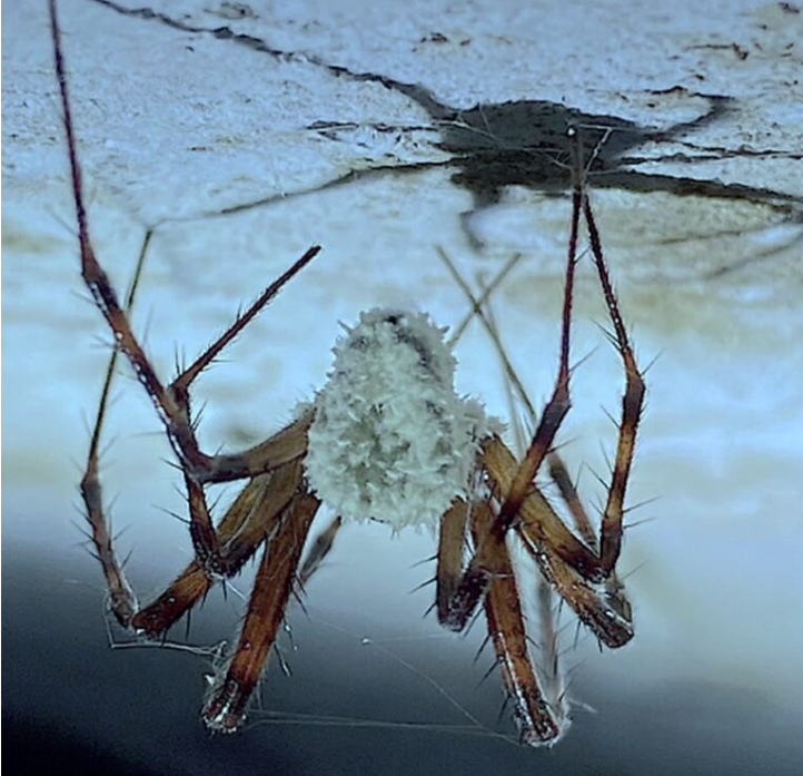 A spider hanging upside down from a surface. Photo Source - CABI