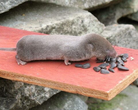 Representative image Northern Short-tailed Shrew , Photo Source: Gilles Gonthier from Canada Wikimedia (CC BY 2.0)