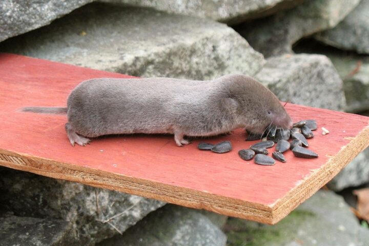 Representative image Northern Short-tailed Shrew , Photo Source: Gilles Gonthier from Canada Wikimedia (CC BY 2.0)