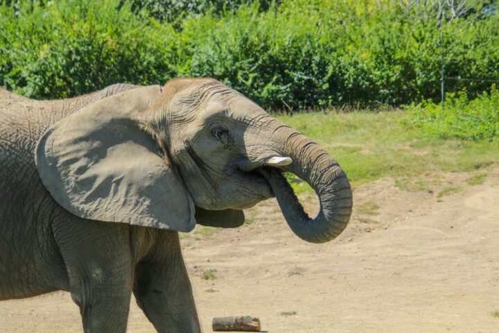 Representative Image: Elephant in Nature Putting Food in Mouth Photo Source: Karen F (Pexels)