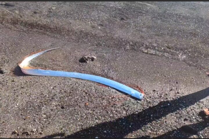 Rare Oarfish Spotted in colifornia beach. Photo Source: StoryfulViral Platform Youtube