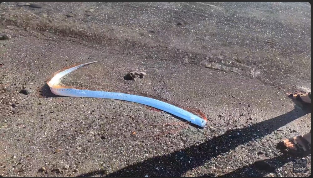 Rare Oarfish Spotted in colifornia beach. Photo Source: StoryfulViral Platform Youtube