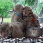 The monkey below was unable to move freely. Photo Source: PETA UK