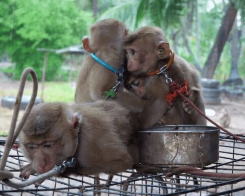 The monkey below was unable to move freely. Photo Source: PETA UK