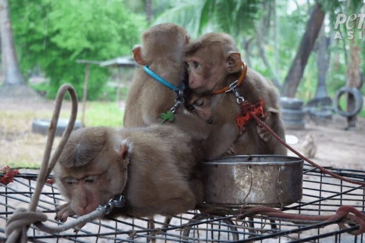 The monkey below was unable to move freely. Photo Source: PETA UK