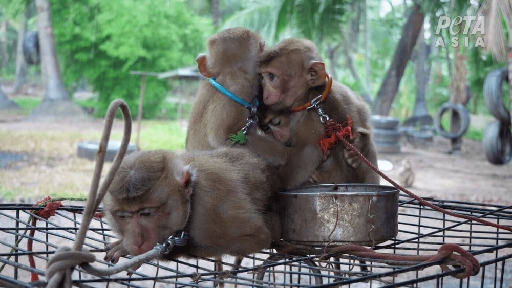 The monkey below was unable to move freely. Photo Source: PETA UK