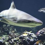 Representative Image: Blacktip shark, Shark.