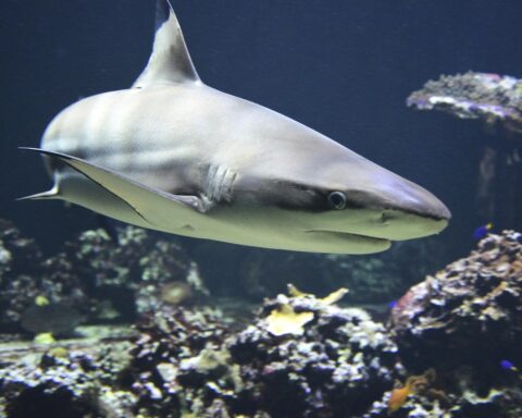 Representative Image: Blacktip shark, Shark.