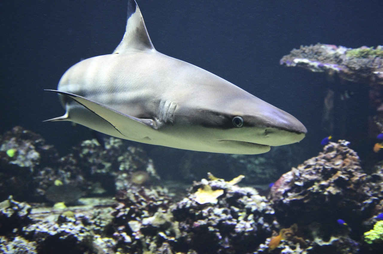 Representative Image: Blacktip shark, Shark.