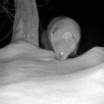 Black-and-white trail camera captured a fisher in Murrysville, Pennsylvania, marking the first recorded sighting in over a century. Photo Source: PixCams's post (Facebook)