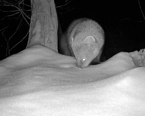 Black-and-white trail camera captured a fisher in Murrysville, Pennsylvania, marking the first recorded sighting in over a century. Photo Source: PixCams's post (Facebook)