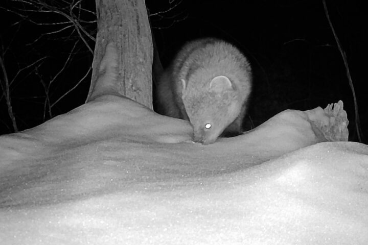 Black-and-white trail camera captured a fisher in Murrysville, Pennsylvania, marking the first recorded sighting in over a century. Photo Source: PixCams's post (Facebook)