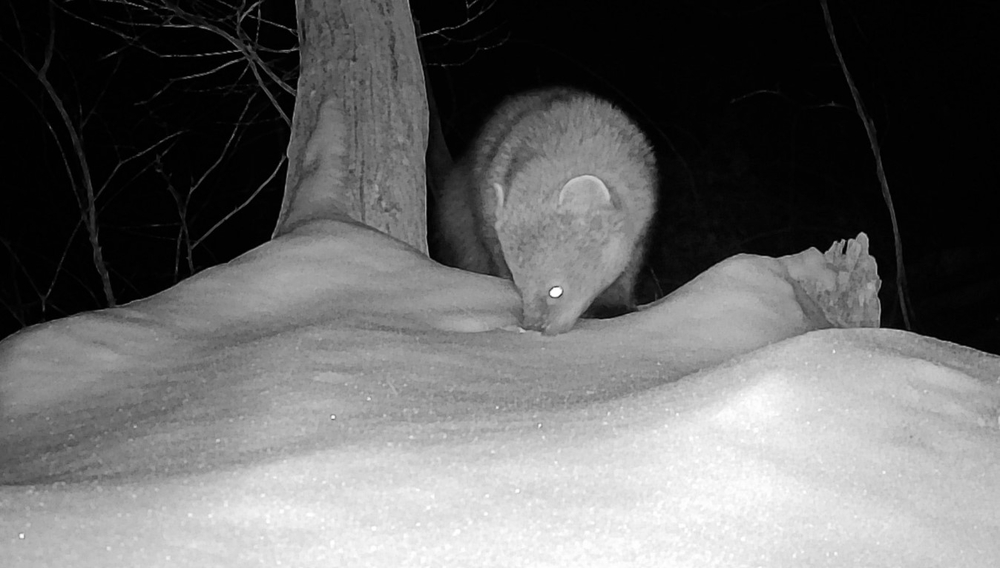 Black-and-white trail camera captured a fisher in Murrysville, Pennsylvania, marking the first recorded sighting in over a century. Photo Source: PixCams's post (Facebook)