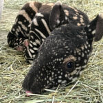 Malayan tapirs are classified as endangered Photo Source: Point Defiance Zoo & Aquarium