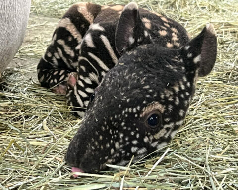 Malayan tapirs are classified as endangered Photo Source: Point Defiance Zoo & Aquarium