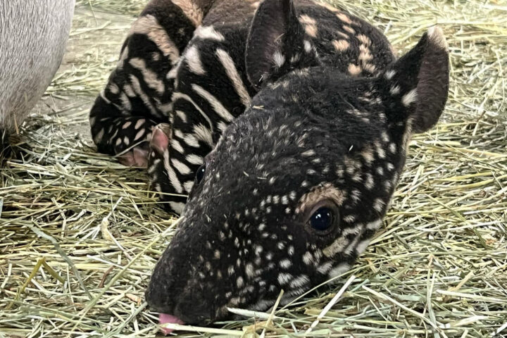 Malayan tapirs are classified as endangered Photo Source: Point Defiance Zoo & Aquarium