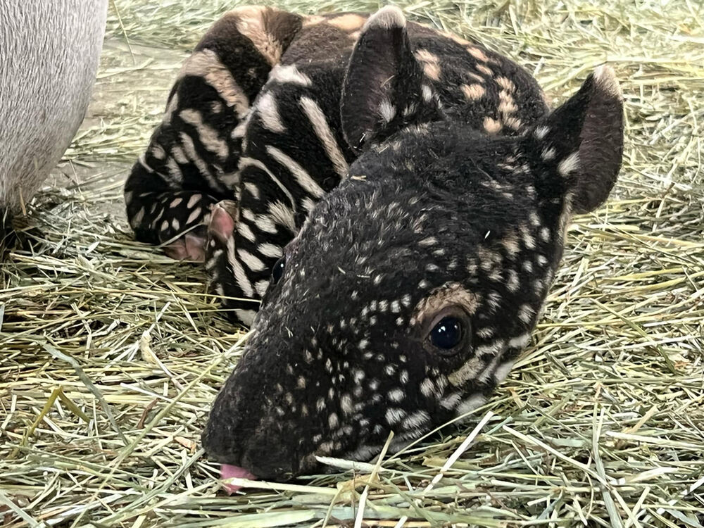 Malayan tapirs are classified as endangered Photo Source: Point Defiance Zoo & Aquarium