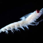 Krill. Photo Source: NOAA Fisheries.