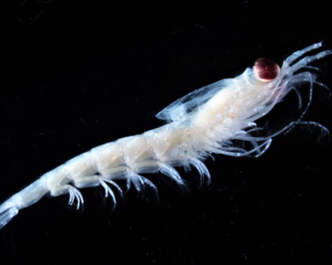 Krill. Photo Source: NOAA Fisheries.