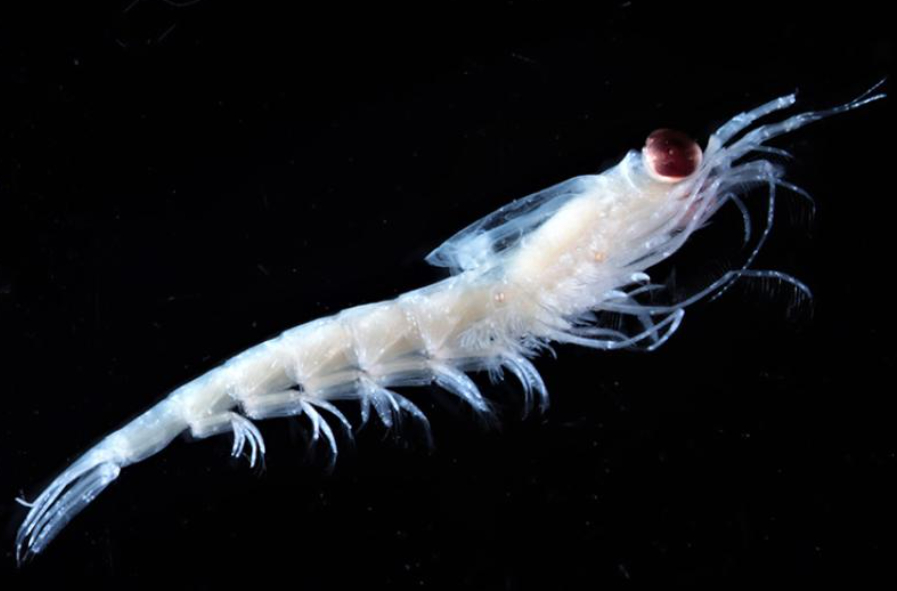 Krill. Photo Source: NOAA Fisheries.