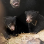 Twin Sloth Bear Cubs: Photo Source: San Diego Zoo.