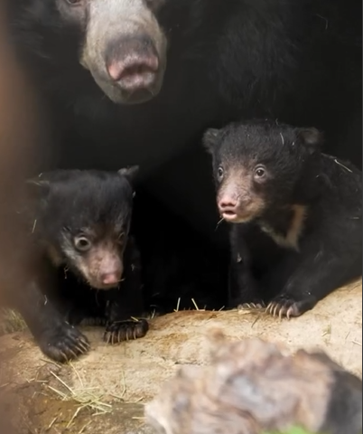 Twin Sloth Bear Cubs :Photo Source: Sandiegozoo