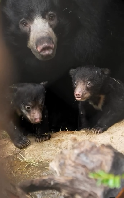 Twin Sloth Bear Cubs: Photo Source: San Diego Zoo.