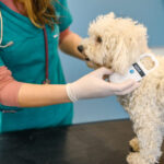 Representative image. A veterinarian scanning a dog's microchip for identification and safety. Photo Source: Ben Williams.