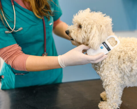 Representative image. A veterinarian scanning a dog's microchip for identification and safety. Photo Source: Ben Williams.