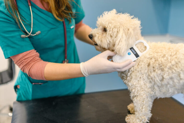 Representative image. A veterinarian scanning a dog's microchip for identification and safety. Photo Source: Ben Williams.