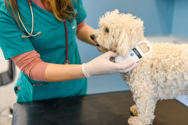 Representative image. A veterinarian scanning a dog's microchip for identification and safety. Photo Source: Ben Williams.