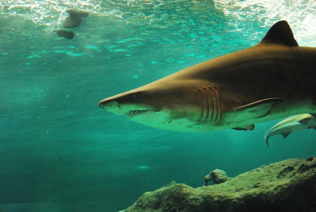 Representative Image: Shark in water.