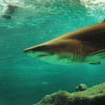 Representative Image: Shark in water.