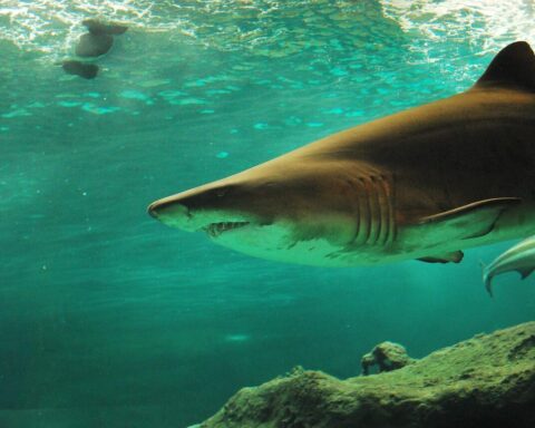 Representative Image: Shark in water.