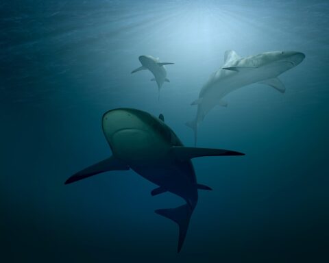 Representative image, Three sharks swim in deep blue water. Photo Source: Pixabay.