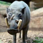 Babirusa, a unique species of wild pig native to Indonesia. Photo Source: The Toronto Zoo (Facebook)