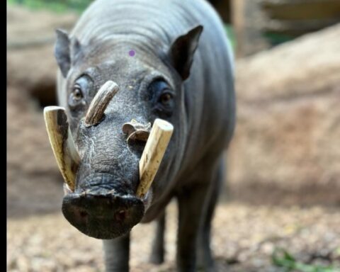 Babirusa, a unique species of wild pig native to Indonesia. Photo Source: The Toronto Zoo (Facebook)