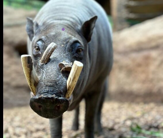 Babirusa, a unique species of wild pig native to Indonesia. Photo Source: The Toronto Zoo (Facebook)