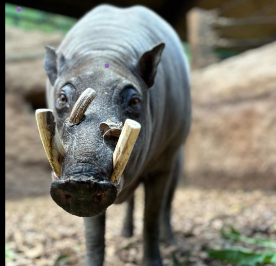 Babirusa, a unique species of wild pig native to Indonesia. Photo Source: The Toronto Zoo (Facebook)