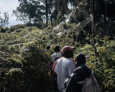 A group of people walking through dense, green vegetation in a forest, with large spider webs hanging between trees. Photo Source: Alexis Huguet/Rainforest Foundation Norway.