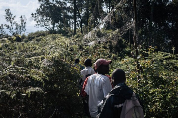 A group of people walking through dense, green vegetation in a forest, with large spider webs hanging between trees. Photo Source: Alexis Huguet/Rainforest Foundation Norway.