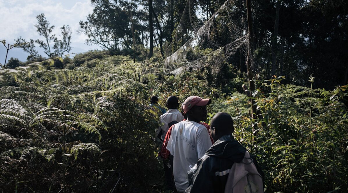 A group of people walking through dense, green vegetation in a forest, with large spider webs hanging between trees. Photo Source: Alexis Huguet/Rainforest Foundation Norway.